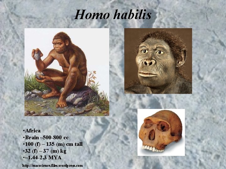 Homo habilis • Africa • Brain ~500 -800 cc • 100 (f) – 135 Homo habilis • Africa • Brain ~500 -800 cc • 100 (f) – 135