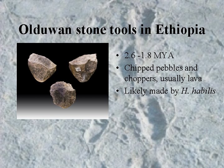 Olduwan stone tools in Ethiopia • 2. 6 -1. 8 MYA • Chipped pebbles Olduwan stone tools in Ethiopia • 2. 6 -1. 8 MYA • Chipped pebbles