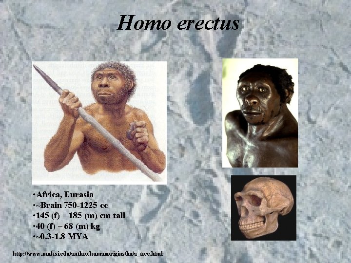Homo erectus • Africa, Eurasia • ~Brain 750 -1225 cc • 145 (f) – Homo erectus • Africa, Eurasia • ~Brain 750 -1225 cc • 145 (f) –