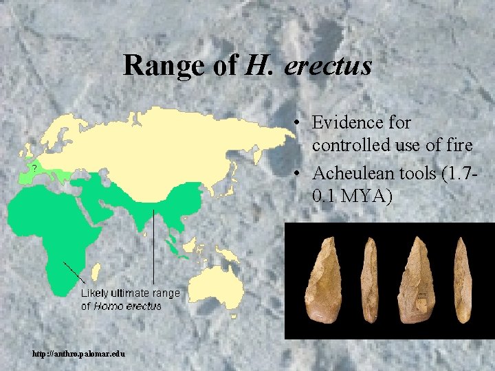 Range of H. erectus • Evidence for controlled use of fire • Acheulean tools Range of H. erectus • Evidence for controlled use of fire • Acheulean tools