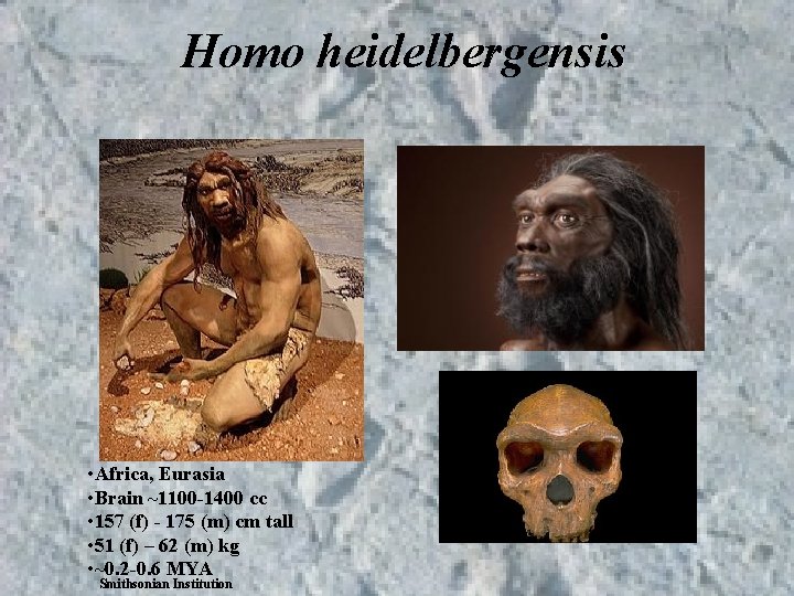 Homo heidelbergensis • Africa, Eurasia • Brain ~1100 -1400 cc • 157 (f) - Homo heidelbergensis • Africa, Eurasia • Brain ~1100 -1400 cc • 157 (f) -