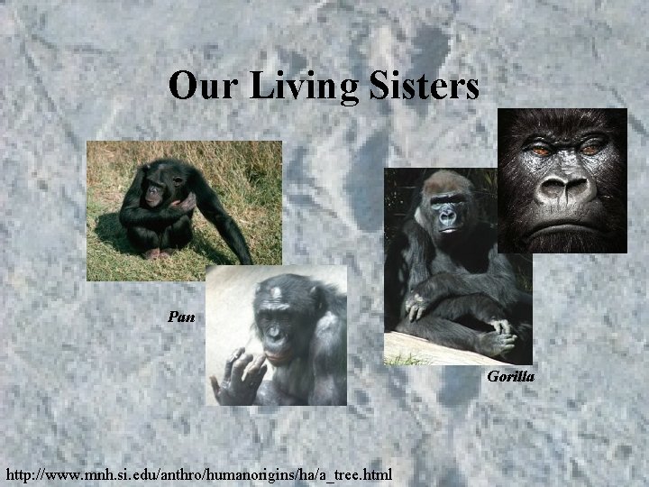 Our Living Sisters Pan Gorilla http: //www. mnh. si. edu/anthro/humanorigins/ha/a_tree. html Our Living Sisters Pan Gorilla http: //www. mnh. si. edu/anthro/humanorigins/ha/a_tree. html