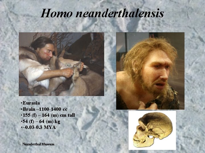 Homo neanderthalensis • Eurasia • Brain ~1100 -1400 cc • 155 (f) – 164 Homo neanderthalensis • Eurasia • Brain ~1100 -1400 cc • 155 (f) – 164
