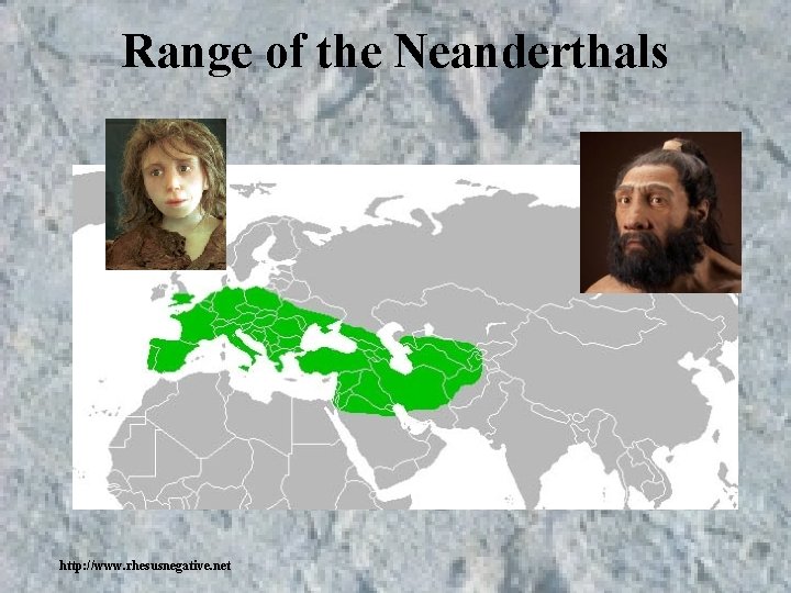 Range of the Neanderthals http: //www. rhesusnegative. net Range of the Neanderthals http: //www. rhesusnegative. net