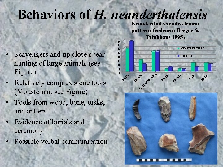 Behaviors of H. neanderthalensis Neanderthal vs rodeo trama 40 35 30 25 20 15 Behaviors of H. neanderthalensis Neanderthal vs rodeo trama 40 35 30 25 20 15