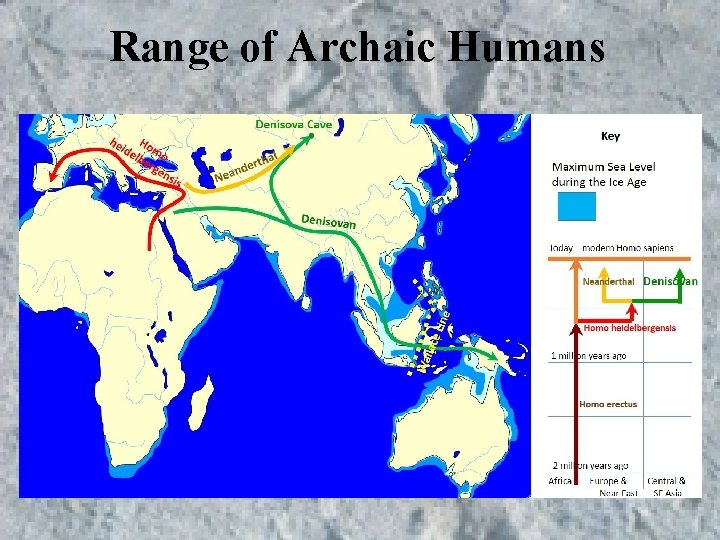 Range of Archaic Humans Range of Archaic Humans