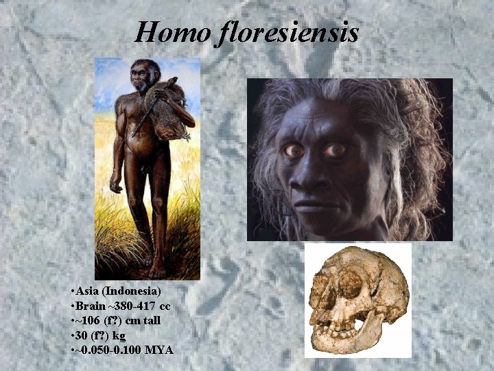 Homo floresiensis • Asia (Indonesia) • Brain ~380 -417 cc • ~106 (f? ) Homo floresiensis • Asia (Indonesia) • Brain ~380 -417 cc • ~106 (f? )