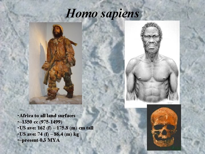 Homo sapiens • Africa to all land surfaces • ~1350 cc (975 -1499) • Homo sapiens • Africa to all land surfaces • ~1350 cc (975 -1499) •
