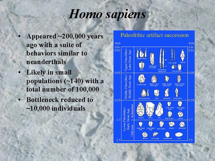 Homo sapiens • Appeared ~200, 000 years ago with a suite of behaviors similar Homo sapiens • Appeared ~200, 000 years ago with a suite of behaviors similar