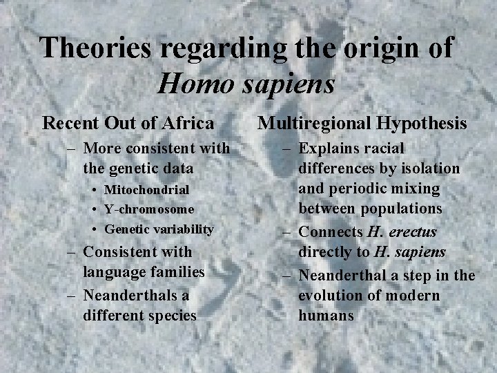 Theories regarding the origin of Homo sapiens Recent Out of Africa – More consistent Theories regarding the origin of Homo sapiens Recent Out of Africa – More consistent