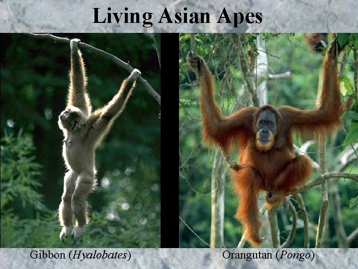 Living Asian Apes Gibbon (Hyalobates) Orangutan (Pongo) Living Asian Apes Gibbon (Hyalobates) Orangutan (Pongo)