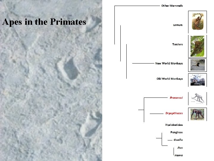 Apes in the Primates Apes in the Primates