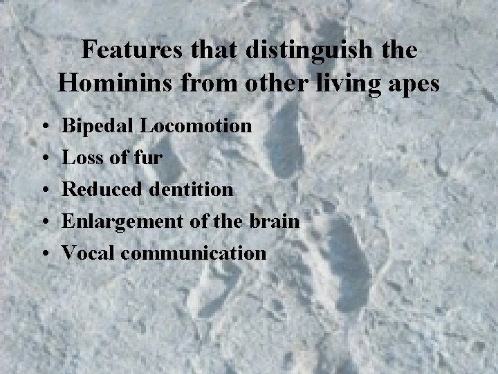 Features that distinguish the Hominins from other living apes • • • Bipedal Locomotion Features that distinguish the Hominins from other living apes • • • Bipedal Locomotion