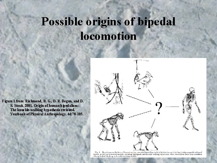Possible origins of bipedal locomotion Figure 1 from Richmond, B. G. , D. R. Possible origins of bipedal locomotion Figure 1 from Richmond, B. G. , D. R.