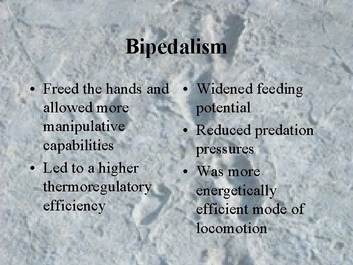 Bipedalism • Freed the hands and • Widened feeding allowed more potential manipulative • Bipedalism • Freed the hands and • Widened feeding allowed more potential manipulative •