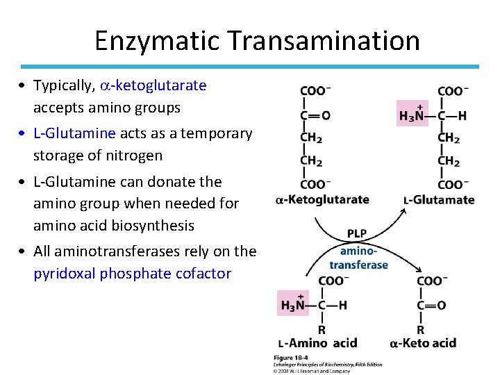 Enzymatic Transamination • Typically, -ketoglutarate accepts amino groups • L-Glutamine acts as a temporary