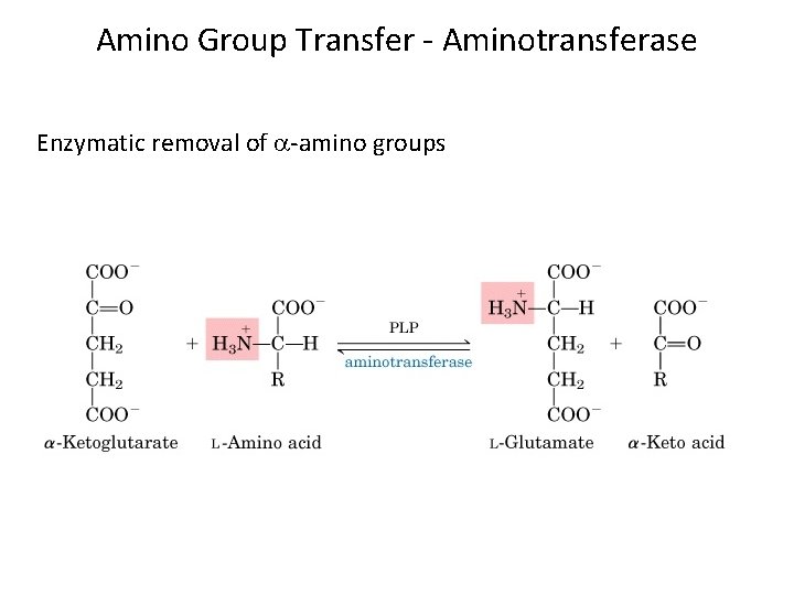 Amino Group Transfer - Aminotransferase Enzymatic removal of -amino groups 