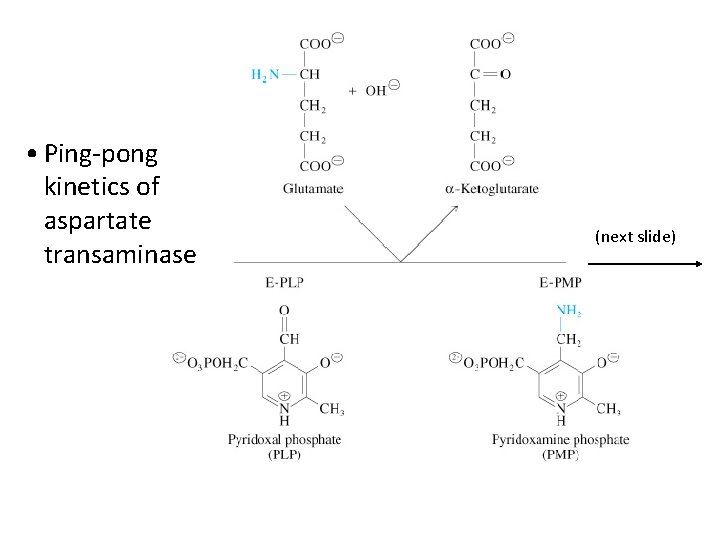  • Ping-pong kinetics of aspartate transaminase (next slide) 