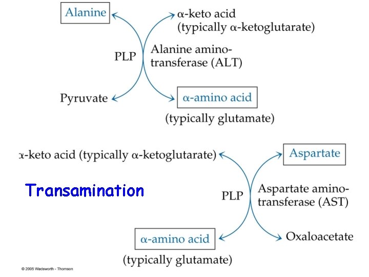 Transamination 