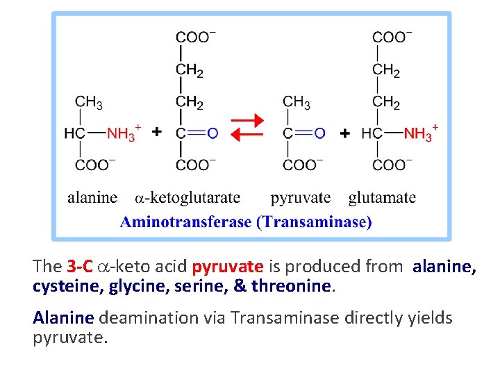 The 3 -C -keto acid pyruvate is produced from alanine, cysteine, glycine, serine, &