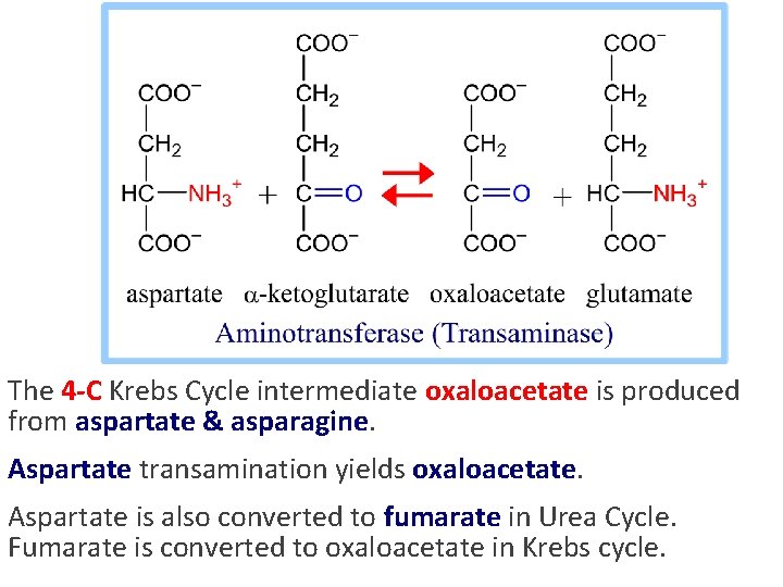 The 4 -C Krebs Cycle intermediate oxaloacetate is produced from aspartate & asparagine. Aspartate