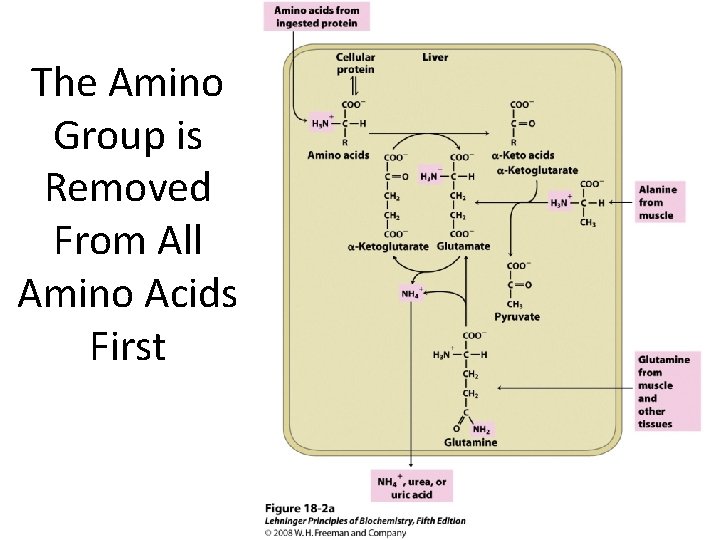 The Amino Group is Removed From All Amino Acids First 