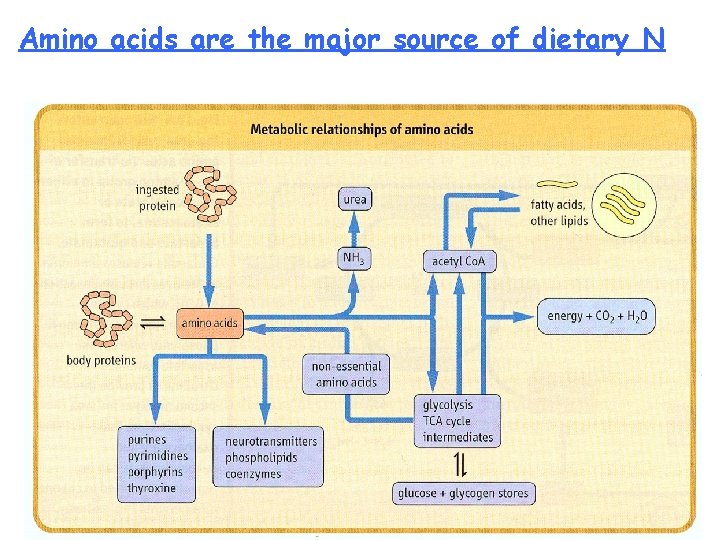 Amino acids are the major source of dietary N 