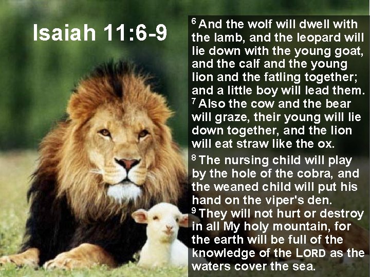 Isaiah 11: 6 -9 6 And the wolf will dwell with the lamb, and Isaiah 11: 6 -9 6 And the wolf will dwell with the lamb, and