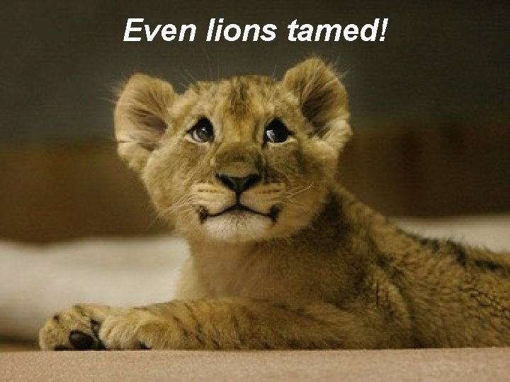 Even lions tamed! Even lions tamed!