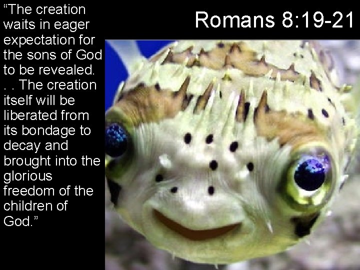 “The creation waits in eager expectation for the sons of God to be revealed. “The creation waits in eager expectation for the sons of God to be revealed.