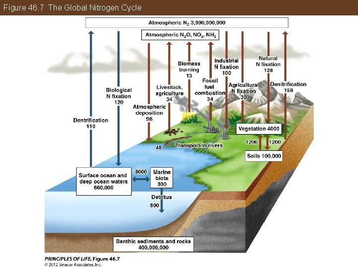 Figure 46. 7 The Global Nitrogen Cycle 