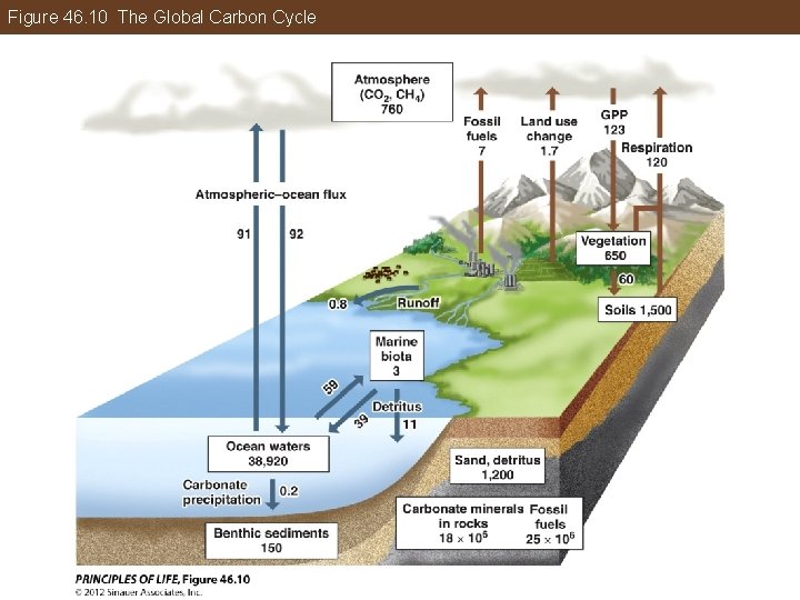 Figure 46. 10 The Global Carbon Cycle 