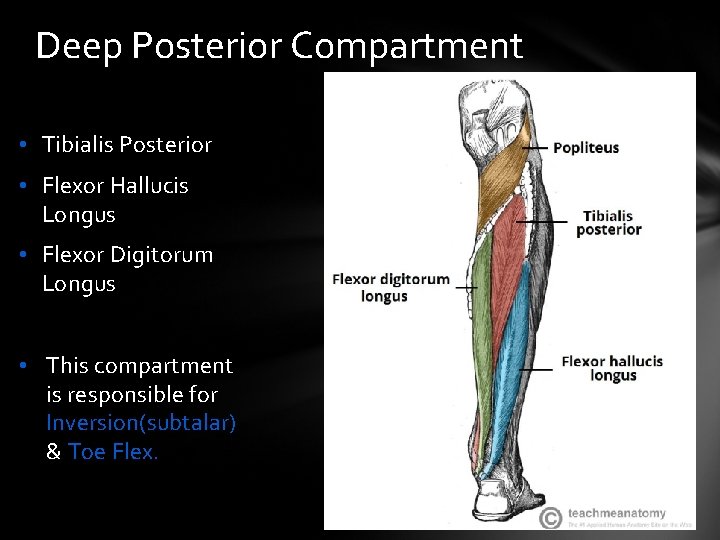 Deep Posterior Compartment • Tibialis Posterior • Flexor Hallucis Longus • Flexor Digitorum Longus