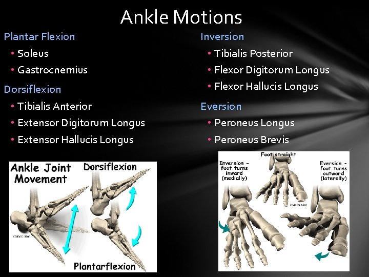 Ankle Motions Plantar Flexion • Soleus • Gastrocnemius Dorsiflexion • Tibialis Anterior • Extensor