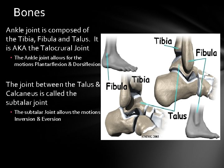 Bones Ankle joint is composed of the Tibia, Fibula and Talus. It is AKA