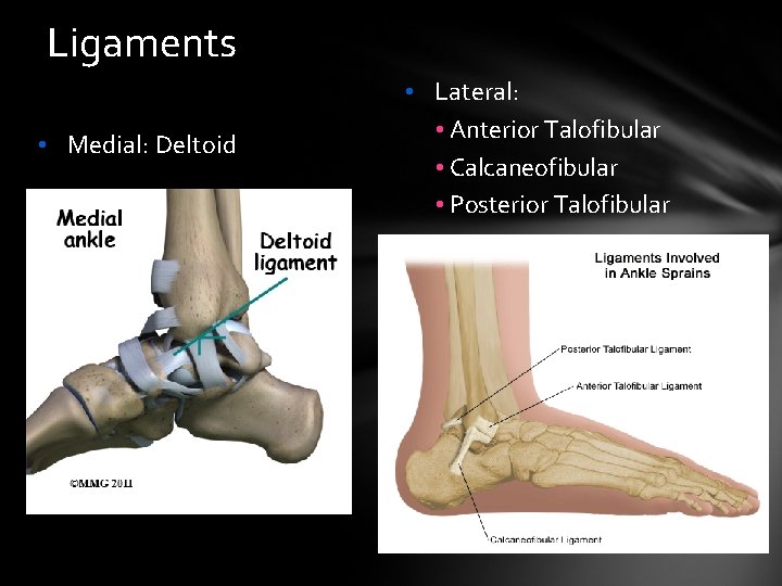 Ligaments • Medial: Deltoid • Lateral: • Anterior Talofibular • Calcaneofibular • Posterior Talofibular