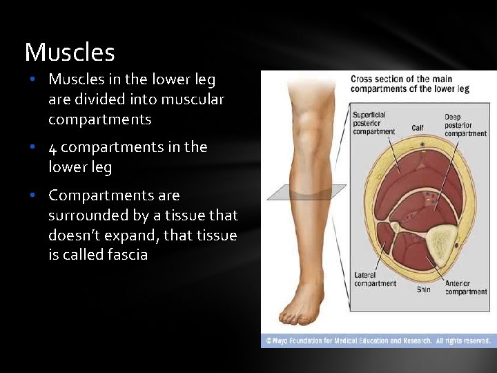 Muscles • Muscles in the lower leg are divided into muscular compartments • 4