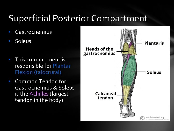 Superficial Posterior Compartment • Gastrocnemius • Soleus • This compartment is responsible for Plantar