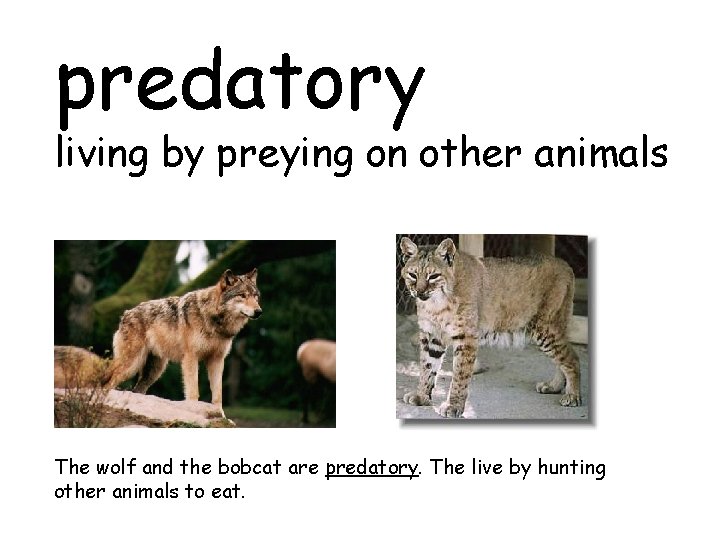 predatory living by preying on other animals The wolf and the bobcat are predatory.