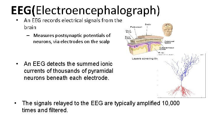 EEG(Electroencephalograph) • An EEG records electrical signals from the brain – Measures postsynaptic potentials