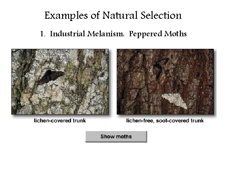 Examples of Natural Selection 1. Industrial Melanism: Peppered Moths 