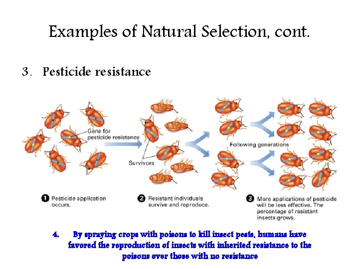 Examples of Natural Selection, cont. 3. Pesticide resistance 4. By spraying crops with poisons