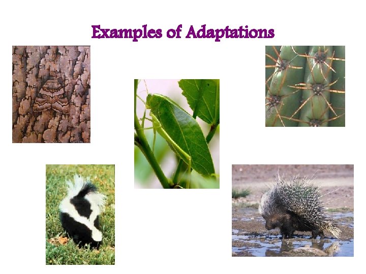 Examples of Adaptations 