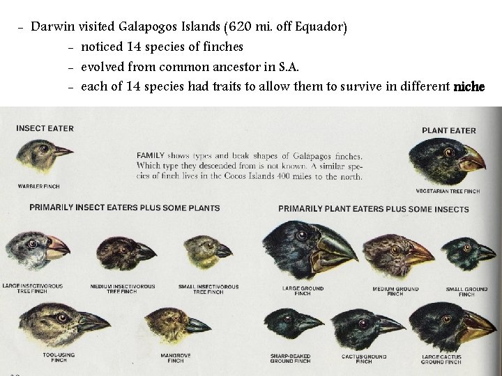 - Darwin visited Galapogos Islands (620 mi. off Equador) - noticed 14 species of