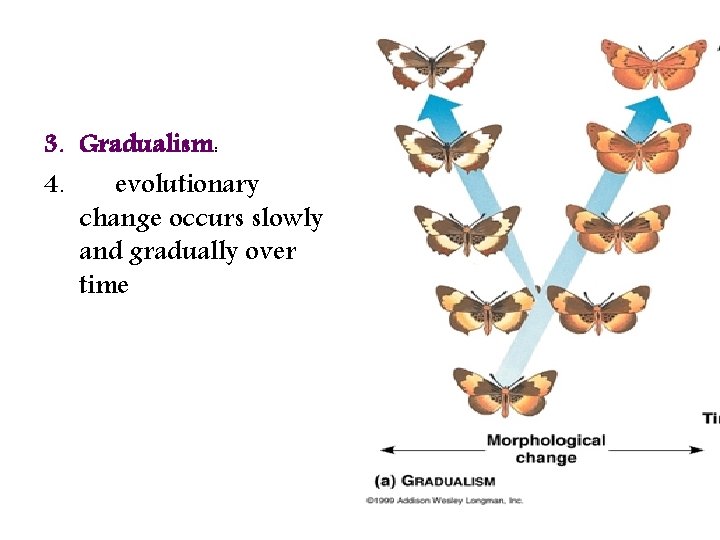 3. Gradualism: 4. evolutionary change occurs slowly and gradually over time 