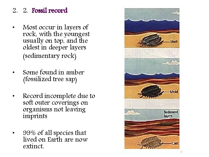 2. 2. Fossil record • Most occur in layers of rock, with the youngest