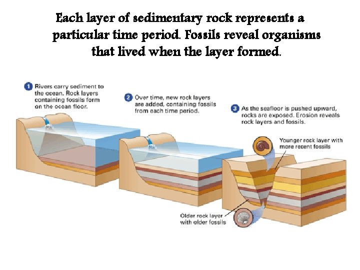 Each layer of sedimentary rock represents a particular time period. Fossils reveal organisms that