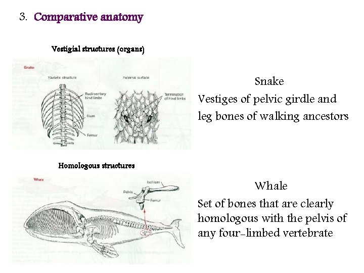 3. Comparative anatomy Vestigial structures (organs) Snake Vestiges of pelvic girdle and leg bones
