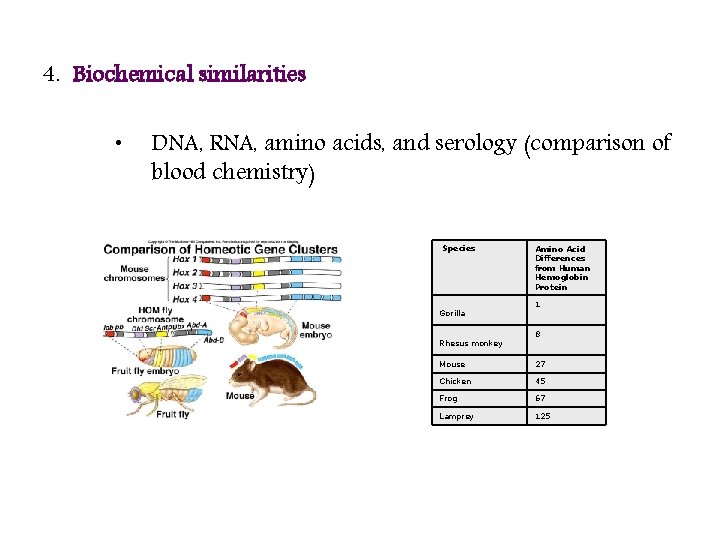 4. Biochemical similarities • DNA, RNA, amino acids, and serology (comparison of blood chemistry)