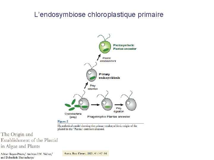 L’endosymbiose chloroplastique primaire 